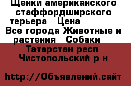 Щенки американского стаффордширского терьера › Цена ­ 20 000 - Все города Животные и растения » Собаки   . Татарстан респ.,Чистопольский р-н